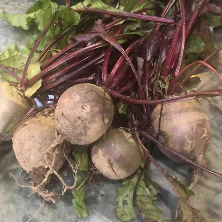 The Cowshed On The Greenway * Dungarvan (Waterford)