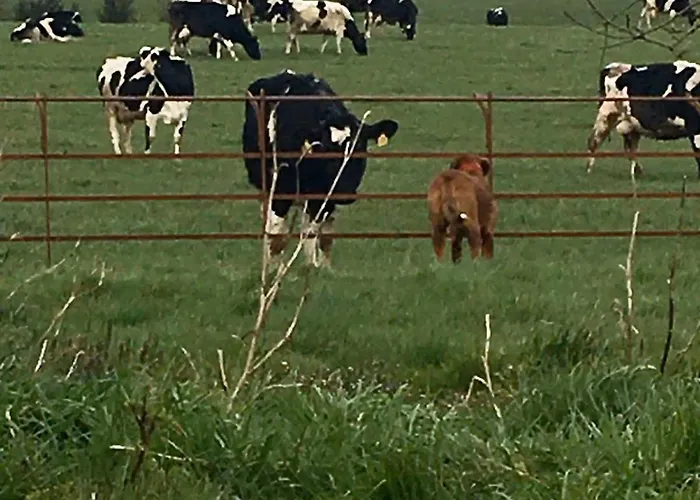 Semesterbostad The Cowshed On The Greenway *